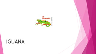 IGUANA
 