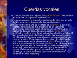 Cuerdas vocales
Las cuerdas vocales son la parte del aparato fonador directamente
   responsable de la producción de la voz.
Las cuerdas vocales no tienen forma de cuerda, sino que se trata
   de una serie de repliegues o labios membranosos.
Si consideramos sólo uno de los lados de la laringe, la cuerda
   vocal se forma gracias a la presencia de un ligamento
   denominado ligamento vocal o tiroaritenoideo inferior. Este
   ligamento discurre desde la cara ventral del cartílago
   aritenoides hasta la cara dorsal del cartílago tiroides y, sobre él,
   cae a modo de manta el músculo vocal y la mucosa laríngea,
   constituyendo finalmente los repliegues membranosos de las
   cuerdas vocales. Entre las cuerdas vocales inferiores queda
   una obertura que recibe el nombre de glotis. Esta glotis se
   divide a su vez en glotis fonadora (espacio que queda entre los
   bordes ligamentosos de las cuerdas vocales y que es más
   anterior) y glotis respiratoria (espacio que queda entre los
   bordes membranosos, que no se cierra en la fonación, y
   constituye un canal por donde transcurre aire de forma
   contínua. Es más posterior).
 
