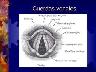 Cuerdas vocales
 