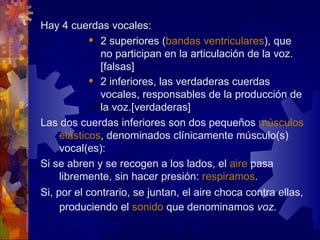 Hay 4 cuerdas vocales:
             2 superiores (bandas ventriculares), que

              no participan en la articulación de la voz.
              [falsas]
             2 inferiores, las verdaderas cuerdas

              vocales, responsables de la producción de
              la voz.[verdaderas]
Las dos cuerdas inferiores son dos pequeños músculos
     elásticos, denominados clínicamente músculo(s)
     vocal(es):
Si se abren y se recogen a los lados, el aire pasa
     libremente, sin hacer presión: respiramos.
Si, por el contrario, se juntan, el aire choca contra ellas,
     produciendo el sonido que denominamos voz.
 