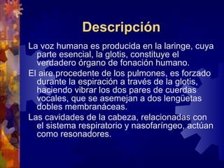 Descripción
La voz humana es producida en la laringe, cuya
  parte esencial, la glotis, constituye el
  verdadero órgano de fonación humano.
El aire procedente de los pulmones, es forzado
  durante la espiración a través de la glotis,
  haciendo vibrar los dos pares de cuerdas
  vocales, que se asemejan a dos lengüetas
  dobles membranáceas.
Las cavidades de la cabeza, relacionadas con
  el sistema respiratorio y nasofaríngeo, actúan
  como resonadores.
 