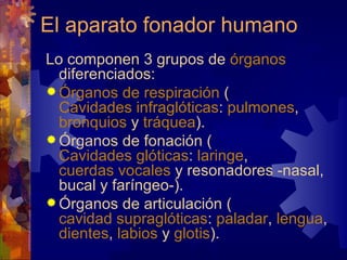 El aparato fonador humano
Lo componen 3 grupos de órganos
  diferenciados:
 Órganos de respiración (
  Cavidades infraglóticas: pulmones,
  bronquios y tráquea).
 Órganos de fonación (
  Cavidades glóticas: laringe,
  cuerdas vocales y resonadores -nasal,
  bucal y faríngeo-).
 Órganos de articulación (
  cavidad supraglóticas: paladar, lengua,
  dientes, labios y glotis).
 
