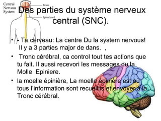 La système nerveux.ppt