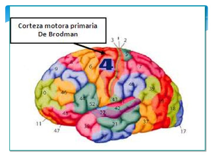 Las zonas del cerebro 1 2-3 por liliana guaman