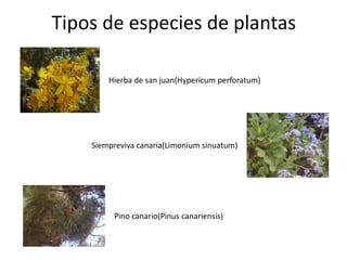 Tipos de especies de plantas
Hierba de san juan(Hypericum perforatum)
Siempreviva canaria(Limonium sinuatum)
Pino canario(Pinus canariensis)
 