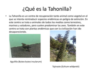 • La Tahonilla es un centro de recuperación tanto animal como vegetal en el
que se intenta reintroducir especies endémicas en peligro de extinción. En
este centro se trata a animales de todos los medios como terrestres,
marinos y voladores, pero suelen predominar las aves. También en este
centro se trata con plantas endémicas que con la civilización han ido
desapareciendo.
¿Qué es la Tahonilla?
Aguililla (Buteo buteo insularum)
Tajinaste (Echium wildpretii)
 