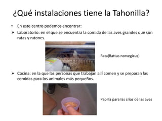 ¿Qué instalaciones tiene la Tahonilla?
• En este centro podemos encontrar:
 Laboratorio: en el que se encuentra la comida de las aves grandes que son
ratas y ratones.
 Cocina: en la que las personas que trabajan allí comen y se preparan las
comidas para los animales más pequeños.
Rata(Rattus norvegicus)
Papilla para las crías de las aves
 