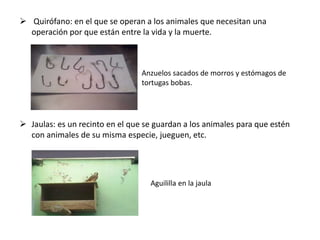 Quirófano: en el que se operan a los animales que necesitan una
operación por que están entre la vida y la muerte.
 Jaulas: es un recinto en el que se guardan a los animales para que estén
con animales de su misma especie, jueguen, etc.
Anzuelos sacados de morros y estómagos de
tortugas bobas.
Aguililla en la jaula
 
