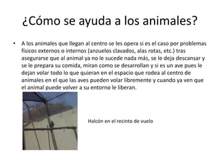 ¿Cómo se ayuda a los animales?
• A los animales que llegan al centro se les opera si es el caso por problemas
físicos externos o internos (anzuelos clavados, alas rotas, etc.) tras
asegurarse que al animal ya no le sucede nada más, se le deja descansar y
se le prepara su comida, miran como se desarrollan y si es un ave pues le
dejan volar todo lo que quieran en el espacio que rodea al centro de
animales en el que las aves pueden volar libremente y cuando ya ven que
el animal puede volver a su entorno le liberan.
Halcón en el recinto de vuelo
 