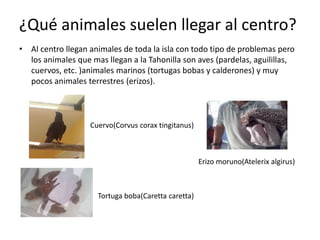 ¿Qué animales suelen llegar al centro?
• Al centro llegan animales de toda la isla con todo tipo de problemas pero
los animales que mas llegan a la Tahonilla son aves (pardelas, aguilillas,
cuervos, etc. )animales marinos (tortugas bobas y calderones) y muy
pocos animales terrestres (erizos).
Cuervo(Corvus corax tingitanus)
Tortuga boba(Caretta caretta)
Erizo moruno(Atelerix algirus)
 