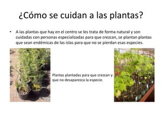 ¿Cómo se cuidan a las plantas?
• A las plantas que hay en el centro se les trata de forma natural y son
cuidadas con personas especializadas para que crezcan, se plantan plantas
que sean endémicas de las islas para que no se pierdan esas especies.
Plantas plantadas para que crezcan y
que no desaparezca la especie.
 