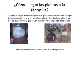 ¿Cómo llegan las plantas a la
Tahonilla?
• Las plantas llegan a través de personas que llevan al centro o se recogen
de las plantas del centro las semillas en botes de cristal que almacenan
mas de 200 semillas y que se van plantando dependiendo de la época.
Botes de conservación de semillas para más tarde plantarlas .
 