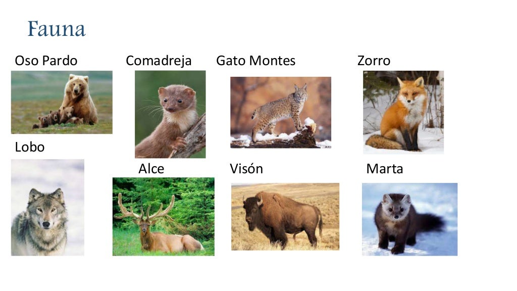 La Taiga