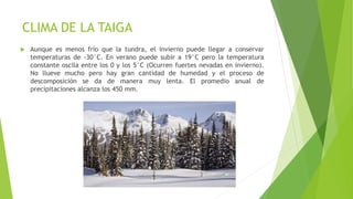 CLIMA DE LA TAIGA
 Aunque es menos frío que la tundra, el invierno puede llegar a conservar
temperaturas de -30°C. En verano puede subir a 19°C pero la temperatura
constante oscila entre los 0 y los 5°C (Ocurren fuertes nevadas en invierno).
No llueve mucho pero hay gran cantidad de humedad y el proceso de
descomposición se da de manera muy lenta. El promedio anual de
precipitaciones alcanza los 450 mm.
 