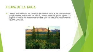 FLORA DE LA TAIGA
 La taiga está dominada por coníferas que superan los 40 m, de copa piramidal
y hoja perenne, destacando los alerces, abetos, abedules, píceas y pinos. La
taiga es el bosque con menor biodiversidad, y en sus subsuelos predominan los
líquenes y musgos.
 