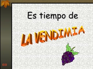 Es tiempo de   LA VENDIMIA 