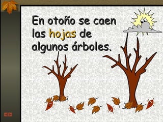 En otoño se caen las  hojas  de algunos árboles. 