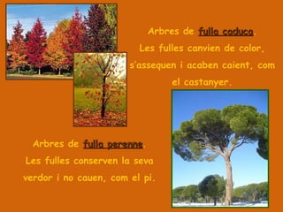 Arbres de  fulla caduca . Les fulles canvien de color, s’assequen i acaben caient, com el castanyer. Arbres de  fulla perenne . Les fulles conserven la seva verdor i no cauen, com el pi. 