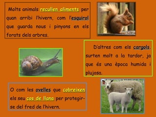 Molts animals  recullen aliments   per quan arribi l’hivern, com l’ esquirol  que guarda nous i pinyons en els forats dels arbres. D’altres com els  cargols ,  surten molt a la tardor, ja que és una època humida i plujosa. O com les  ovelles  que  cobreixen  els seu  cos de llana   per protegir-se del fred de l’hivern. 