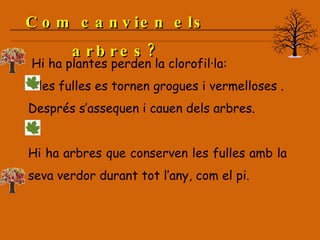 Hi ha plantes perden la clorofil·la: I les fulles es tornen grogues i vermelloses . Després s’assequen i cauen dels arbres. Hi ha arbres que conserven les fulles amb la seva verdor durant tot l’any, com el pi. Com canvien els arbres? 