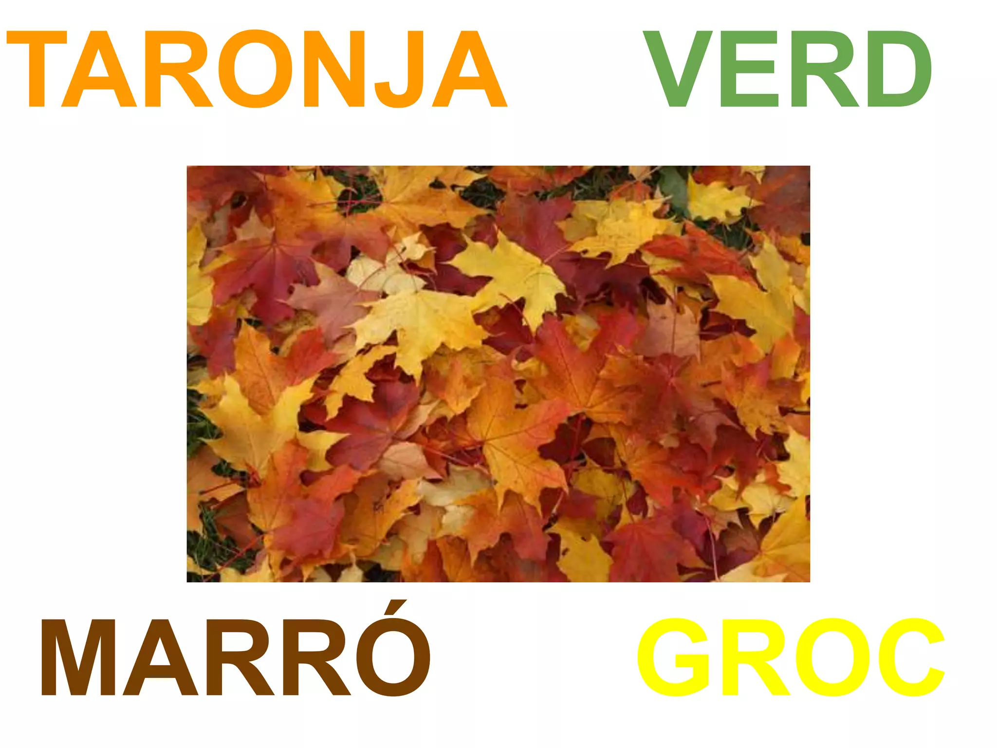 TARONJA
GROCMARRÓ
VERD