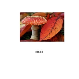 BOLET
 