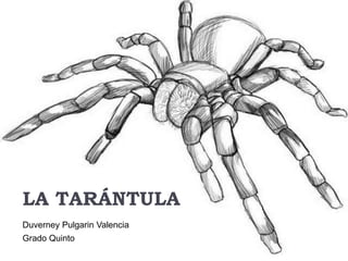 LA TARÁNTULA 
Duverney Pulgarin Valencia 
Grado Quinto 
 