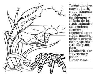 Tarántula vive 
muy solitaria 
en su húmeda 
y oscura 
madriguera y 
aislada de los 
otros animales 
del sendero; 
siempre...