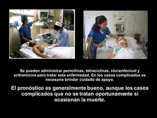 Se pueden administrar penicilinas, tetraciclinas, cloramfenicol y eritromicina para tratar esta enfermedad. En los casos complicados es necesario brindar cuidado de apoyo. El pronóstico es generalmente bueno, aunque los casos complicados que no se tratan oportunamente sí ocasionan la muerte. 