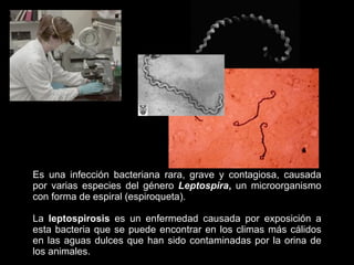 Es una infección bacteriana rara, grave y contagiosa, causada por varias especies del género  Leptospira ,  un microorganismo con forma de espiral (espiroqueta). La  leptospirosis  es un enfermedad causada por exposición a esta bacteria que se puede encontrar en los climas más cálidos en las aguas dulces que han sido contaminadas por la orina de los animales. 