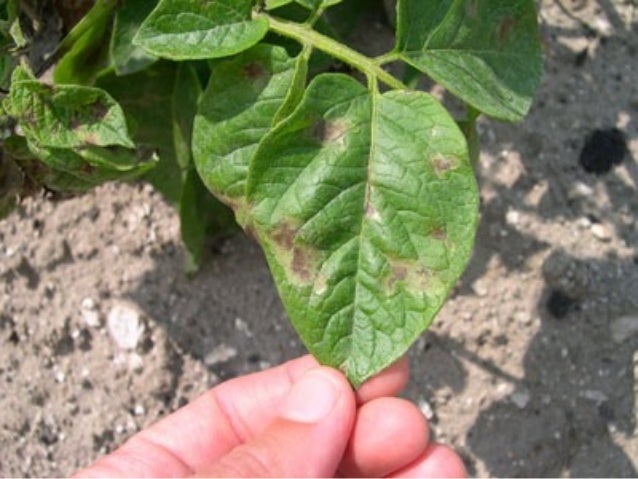 late blight of potato late blight of potato