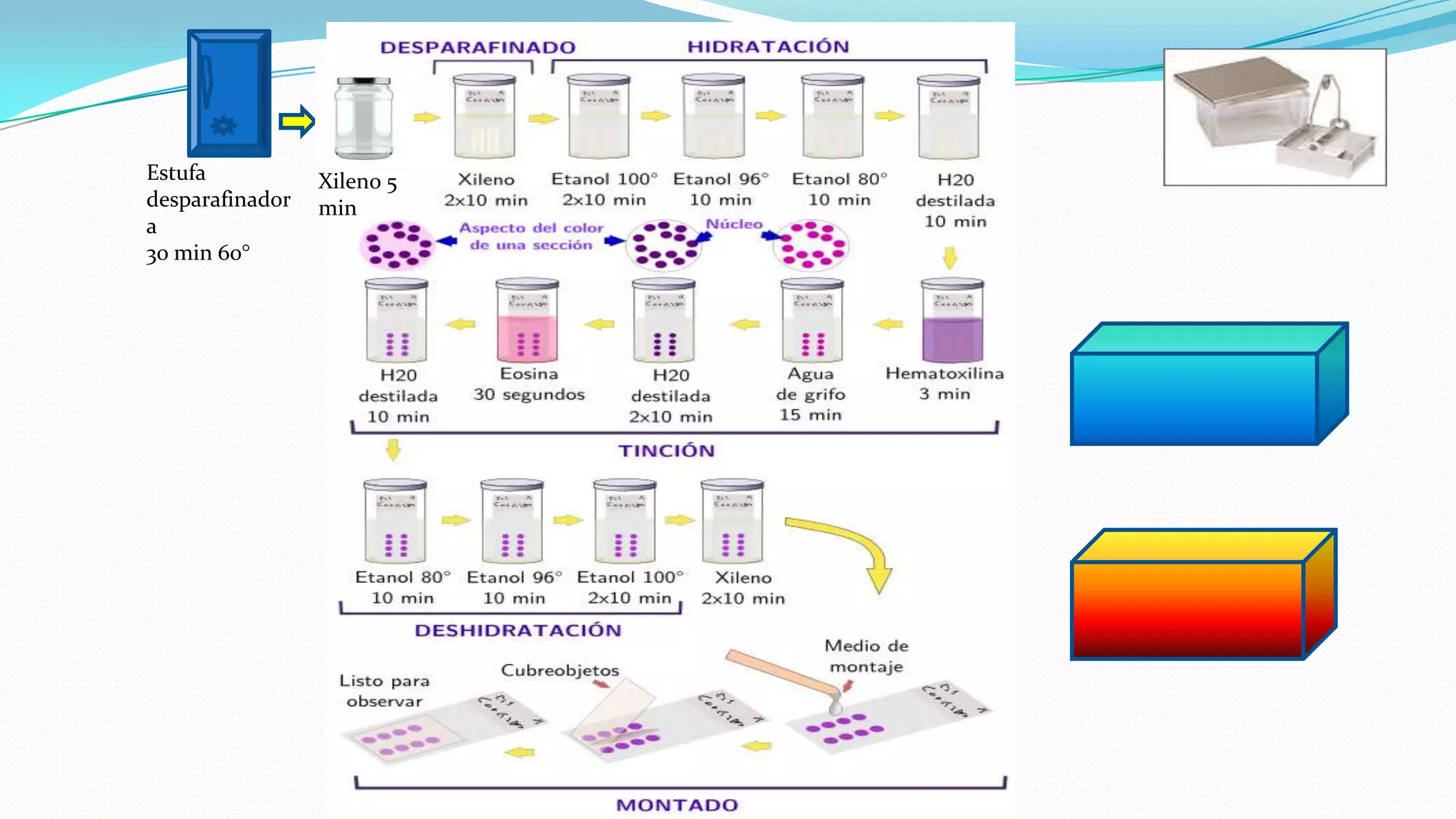 La tecnica de parafina PPT