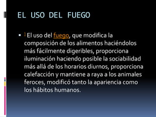 EL USO DEL FUEGO] El uso del fuego, que modifica la composición de los alimentos haciéndolos más fácilmente digeribles, proporciona iluminación haciendo posible la sociabilidad más allá de los horarios diurnos, proporciona calefacción y mantiene a raya a los animales feroces, modificó tanto la apariencia como los hábitos humanos.