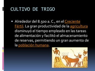 CULTIVO DE TRIGOAlrededor del 8.500 a. C., en el Creciente Fértil. La gran productividad de la agricultura disminuyó el tiempo empleado en las tareas de alimentación y facilitó el almacenamiento de reservas, permitiendo un gran aumento de la población humana.