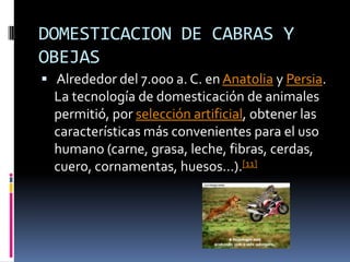 DOMESTICACION DE CABRAS Y OBEJASAlrededor del 7.000 a. C. en Anatolia y Persia. La tecnología de domesticación de animales permitió, por selección artificial, obtener las características más convenientes para el uso humano (carne, grasa, leche, fibras, cerdas, cuero, cornamentas, huesos...).[11]