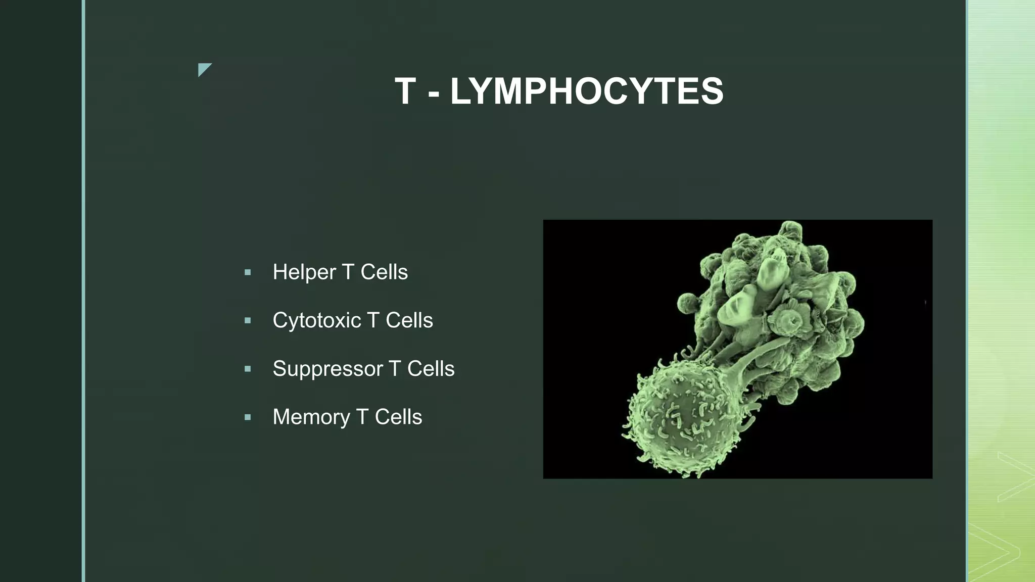 z
T - LYMPHOCYTES
 Helper T Cells
 Cytotoxic T Cells
 Suppressor T Cells
 Memory T Cells
 
