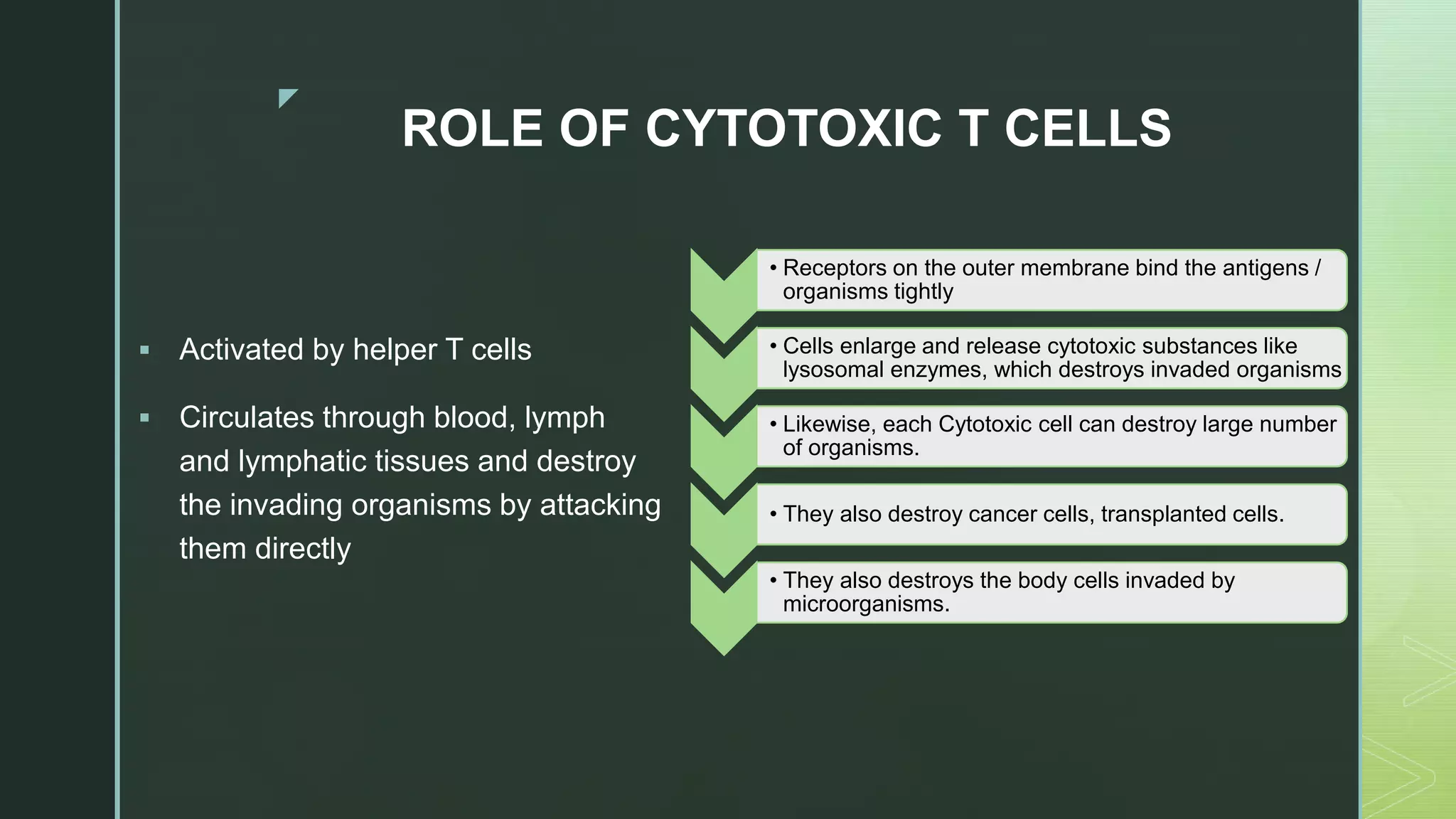 z
ROLE OF CYTOTOXIC T CELLS
 Activated by helper T cells
 Circulates through blood, lymph
and lymphatic tissues and destroy
the invading organisms by attacking
them directly
• Receptors on the outer membrane bind the antigens /
organisms tightly
• Cells enlarge and release cytotoxic substances like
lysosomal enzymes, which destroys invaded organisms
• Likewise, each Cytotoxic cell can destroy large number
of organisms.
• They also destroy cancer cells, transplanted cells.
• They also destroys the body cells invaded by
microorganisms.
 
