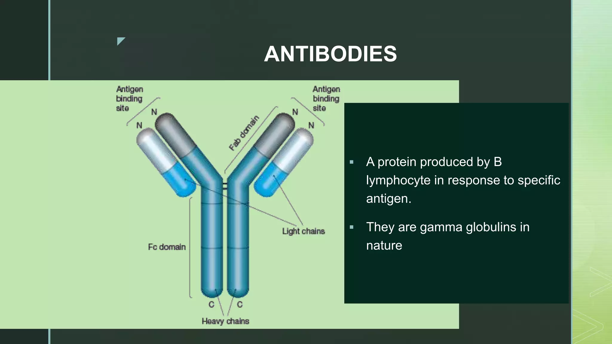 z
ANTIBODIES
 A protein produced by B
lymphocyte in response to specific
antigen.
 They are gamma globulins in
nature
 