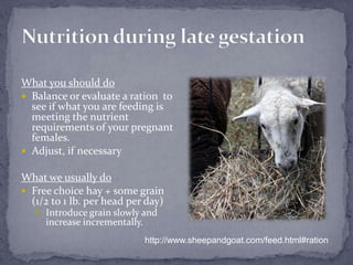 Nutrition during late gestationWhat you should doBalance or evaluate a ration  to see if what you are feeding is meeting the nutrient requirements of your pregnant females.Adjust, if necessaryWhat we usually doFree choice hay + some grain (1/2 to 1 lb. per head per day)Introduce grain slowly and increase incrementally.http://www.sheepandgoat.com/feed.html#ration
