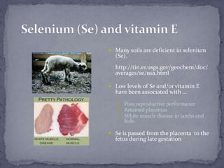 Selenium (Se) and vitamin EMany soils are deficient in selenium (Se). http://tin.er.usgs.gov/geochem/doc/averages/se/usa.html Low levels of Se and/or vitamin E have been associated with …Poor reproductive performanceRetained placentasWhite muscle disease in lambs and kids.Se is passed from the placenta  to the fetus during late gestation