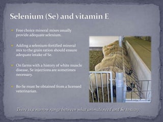 Selenium (Se) and vitamin EFree choice mineral mixes usually provide adequate selenium.Adding a selenium-fortified mineral mix to the grain ration should ensure adequate intake of Se.On farms with a history of white muscle disease, Se injections are sometimes necessary.Bo-Se must be obtained from a licensed veterinarian.There is a narrow range between what animals need and Se toxicity.