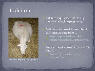 CalciumCalcium requirements virtually double during late pregnancy.Milk fever is caused by low blood calcium resulting from …An inadequate intake of calcium Failure to mobilize calcium reserves.You also need to avoid excessive Ca intake.Save alfalfa or similar hay for lactation diet.This ewe required IV calcium.