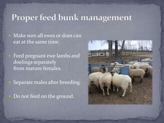 Proper feed bunk managementMake sure all ewes or does can eat at the same time.Feed pregnant ewe lambs and doelings separately from mature females.Separate males after breeding.Do not feed on the ground.