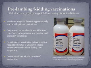 Pre-lambing/kidding vaccinationsCD-T: clostridium perfringins type C & D (overeating disease) and tetanusVaccinate pregnant females approximately one month prior to parturition. Only way to protect lambs and kids from type C overeating disease and provide early immunity to tetanus. Females never vaccinated before or whose vaccination status is unknown should receive two vaccinations during late pregnancy.Do not vaccinate within 2 weeks of parturition.Lambs and kids will acquire passive immunity when they consume colostrum (first milk).