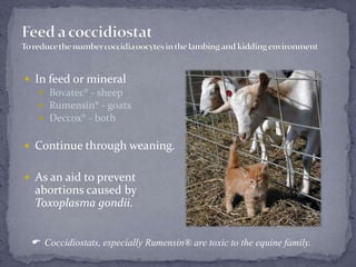 Feed a coccidiostatTo reduce the number coccidia oocytes in the lambing and kidding environmentIn feed or mineralBovatec® - sheepRumensin® - goatsDeccox® - bothContinue through weaning.As an aid to prevent abortions caused by Toxoplasmagondii.  Coccidiostats, especially Rumensin® are toxic to the equine family.