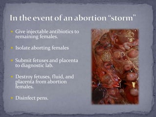 Give injectable antibiotics to remaining females.Isolate aborting femalesSubmit fetuses and placenta to diagnostic lab.Destroy fetuses, fluid, and placenta from abortion females.Disinfect pens.In the event of an abortion “storm”