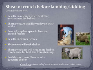 Shear or crutch before lambing/kidding (about one month prior)Results in a cleaner, drier, healthier, environment for babies.Shorn ewes are less likely to lay on their lambs. Ewes take up less space in barn and around feedersResults in cleaner fleecesShorn ewes will seek shelterShorn ewes/does will need more feed to compensate for heat loss from shearing.Freshly shorn ewes/does require adequate shelter.Crutching– removal of wool around udder and vulva area.