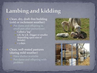 Clean, dry, draft-free building (cold or inclement weather)Put dams and offspring in small pen after parturition\Called a “jug”5 ft. by 5 ft. (bigger or smaller depending upon size of female)1-3 daysClean, well-rested pastures (during mild weather)Have shelter availablePen dams and offspring with problemLambing and kidding