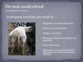 Do not underfeed (including the fat ones)Inadequate nutrition can result in . . .Pregnancy toxemia (ketosis)Small and weak babies Higher mortalityReduced colostrum quality and quantityPoor milk yieldReduced wool production (in offspring) via fewer secondary follicles