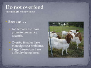 Do not overfeed(including the skinny ones)Because . . . Fat  females are more prone to pregnancy toxemia. Overfed females have more dystocia problems.Large fetuses can have difficulty being born.